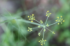 Trachyspermum ammi
